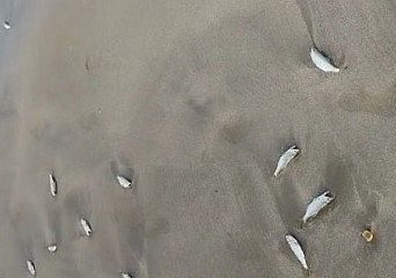 Mortandade de Peixes Reforça Alerta Ambiental