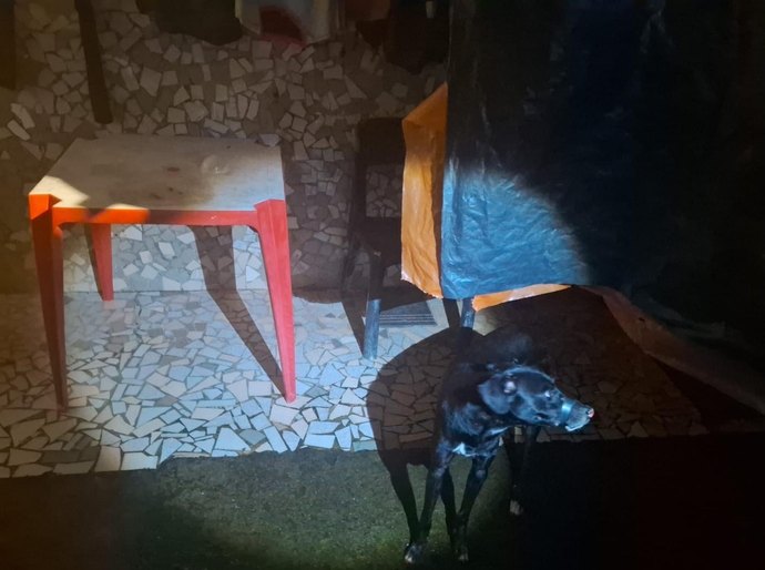 Polícia Militar prende suspeito de vedar boca de cachorro com fita isolante em Maceió