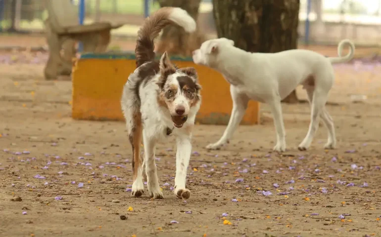 Cachorro experimenta pimenta e reação conquista a internet