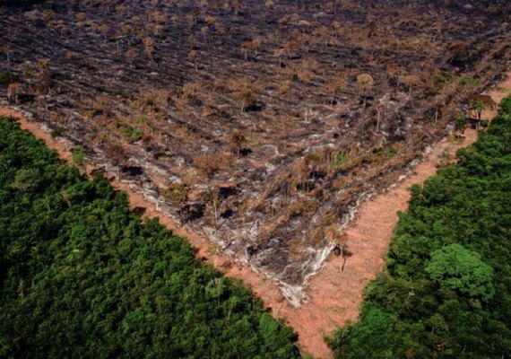Desmatamento na Amazônia em junho é o maior em 5 anos
