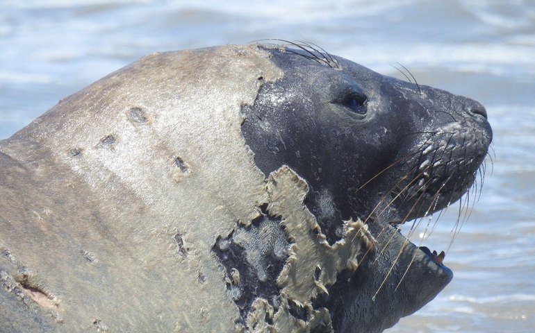 Banhistas devem manter distância de elefante-marinho que aparece em praia de Maceió