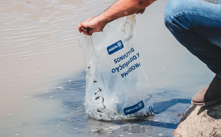 Seagri entrega mais de 100 mil alevinos de tilápia no mês de março