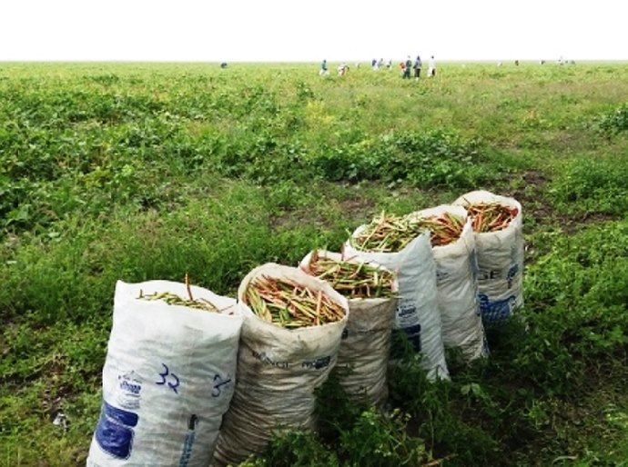Vinte e um mil agricultores receberam seguro Garantia Safra em Alagoas