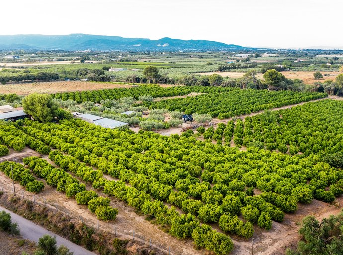 Exportação recorde: rastreabilidade vira passaporte para frutas brasileiras conquistarem espaço no mercado internacional