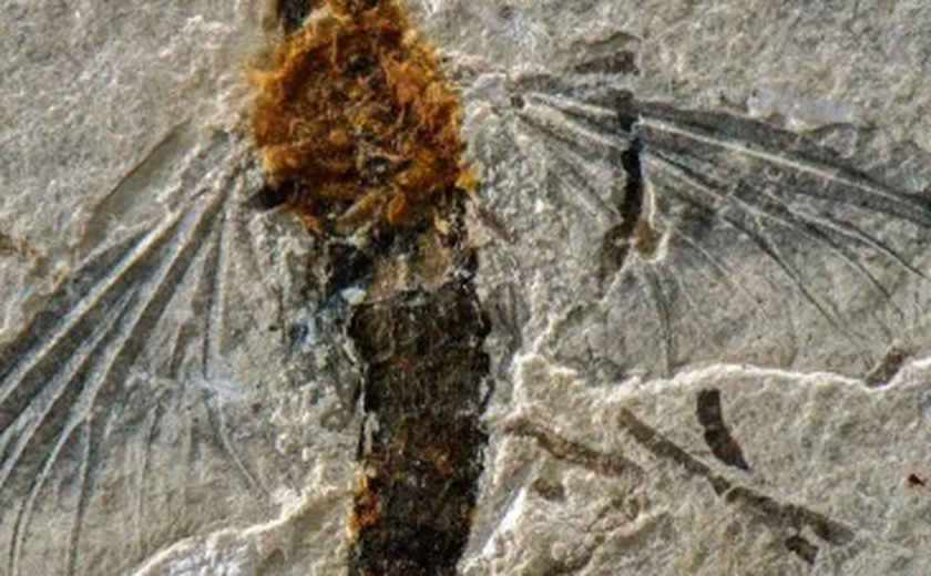 Fóssil de inseto ajuda a desvendar pré-história do Brasil