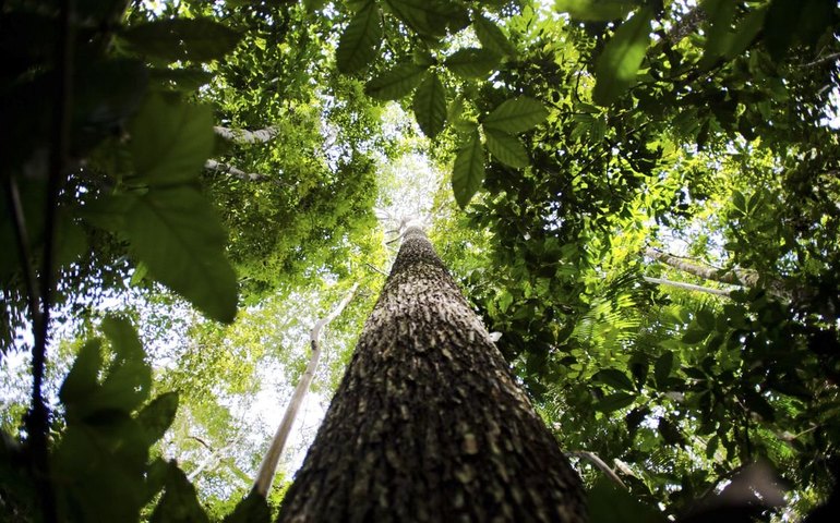 Decreto cria comissão para tratar do plano de economia de baixo carbono