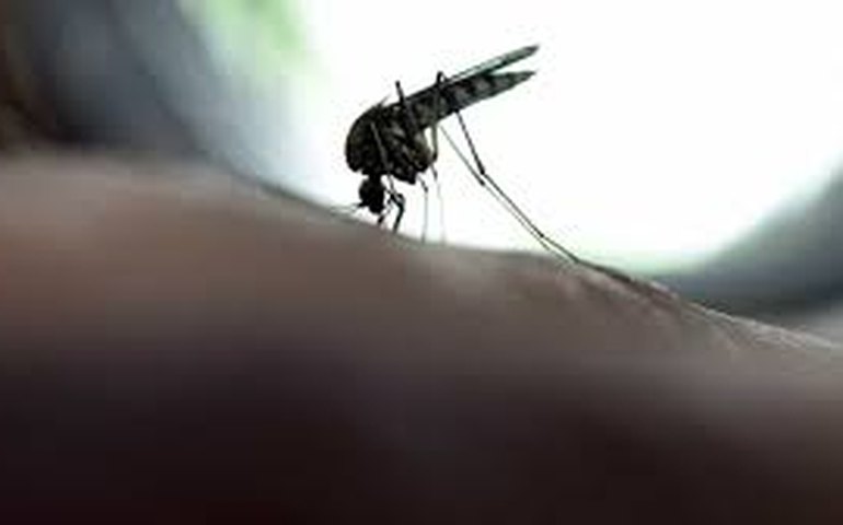São Paulo registra 20 mortes por febre amarela; é o maior nº em 7 anos