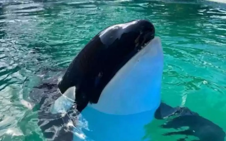 Lolita, orca que viveu por 50 anos em cativeiro, morre em Miami