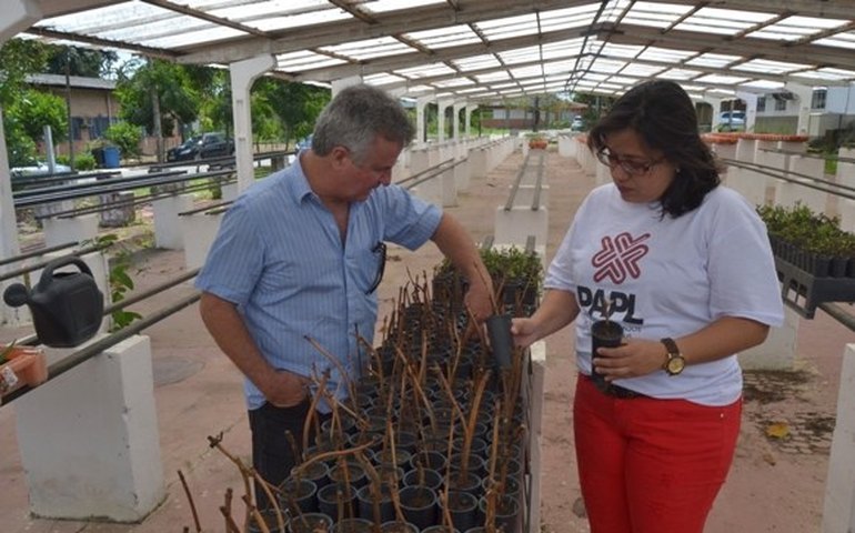 Lifal receberá recursos para produzir xarope de planta medicinal