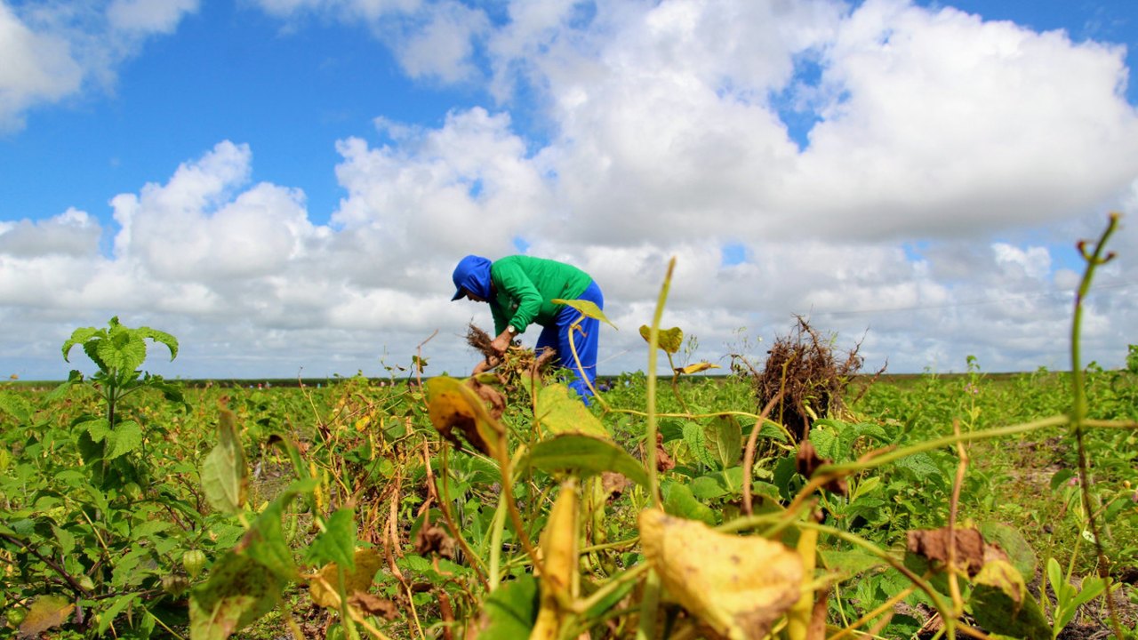ANO II: Agricultores do Projeto Maná iniciam colheita