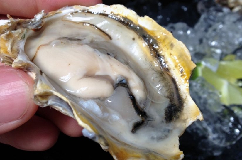 Governo de Alagoas incentiva a produção de ostras