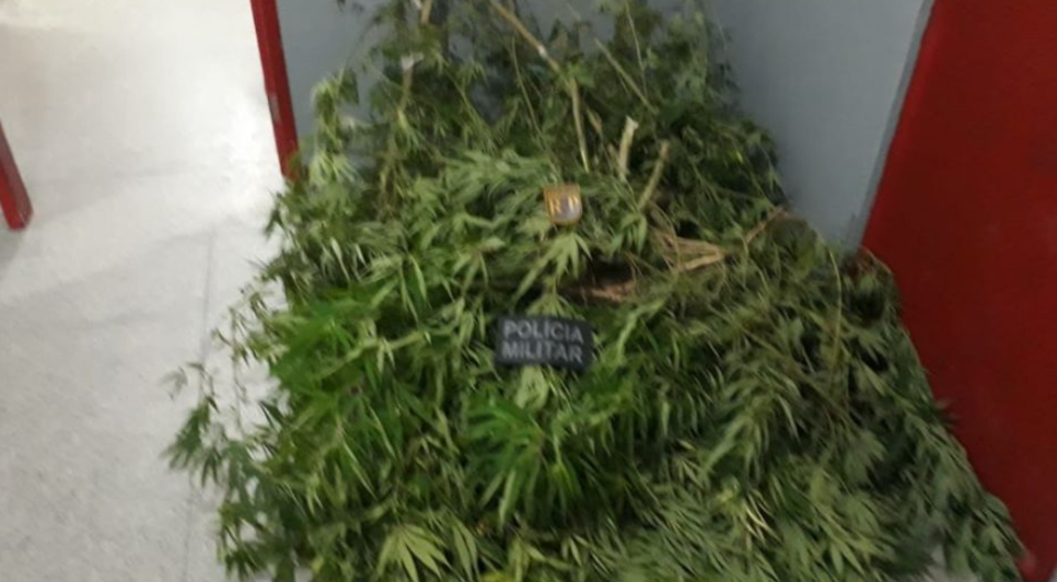 Mudas de maconha são apreendidas durante perseguição policial em São Cristóvão / Foto: Foto: BPRp/Divulgação