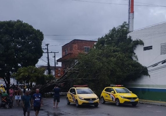 Árvore de grande porte caída interdita avenida no Benedito Bentes