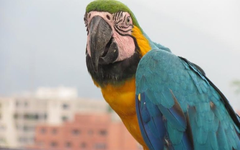 Em busca de alimento, araras frequentam sacadas de edifícios e conquistam moradores de Caracas