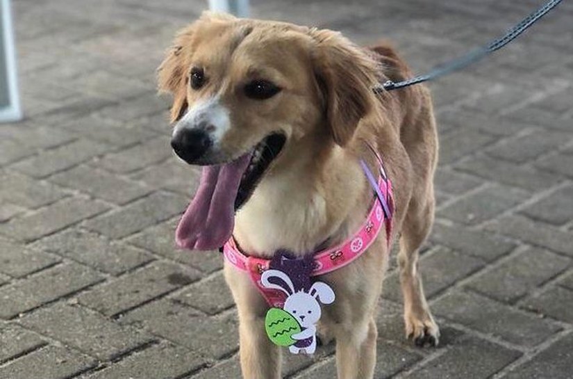 Crise em abrigo de Maceió pode resultar em 300 animais de volta às ruas