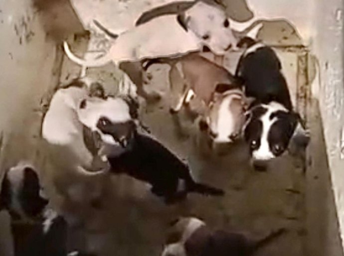 Polícia Civil localiza suspeito de abandonar 11 filhotes e instaura inquérito por maus-tratos a animais