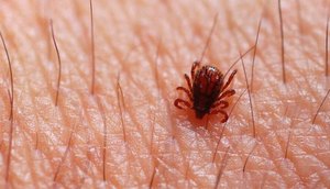 Sergipe confirma primeiro caso de febre maculosa