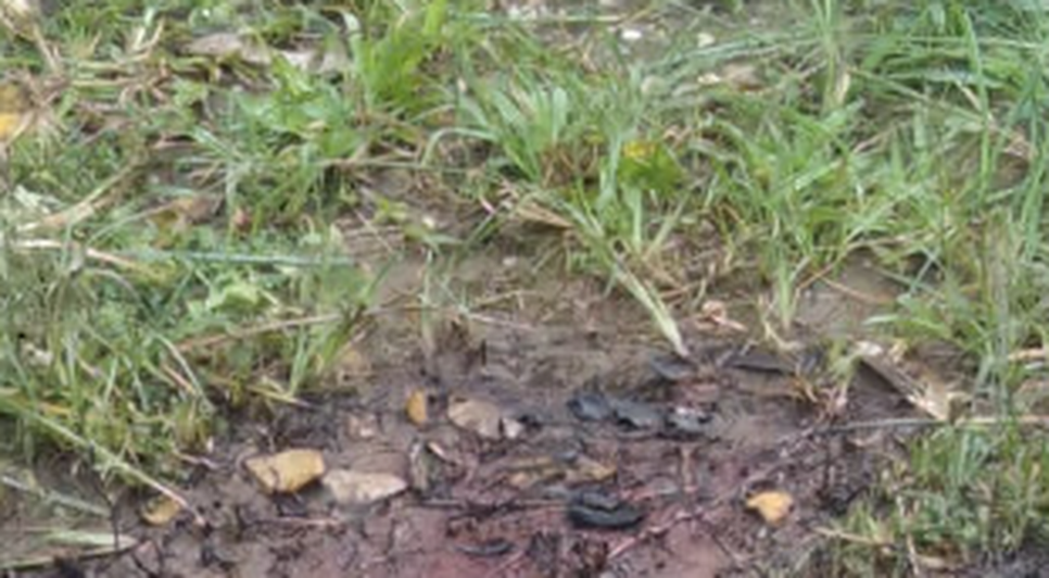Jovem é encontrado morto e carbonizado em Neópolis / Foto: Foto: Portal A8SE/Reprodução