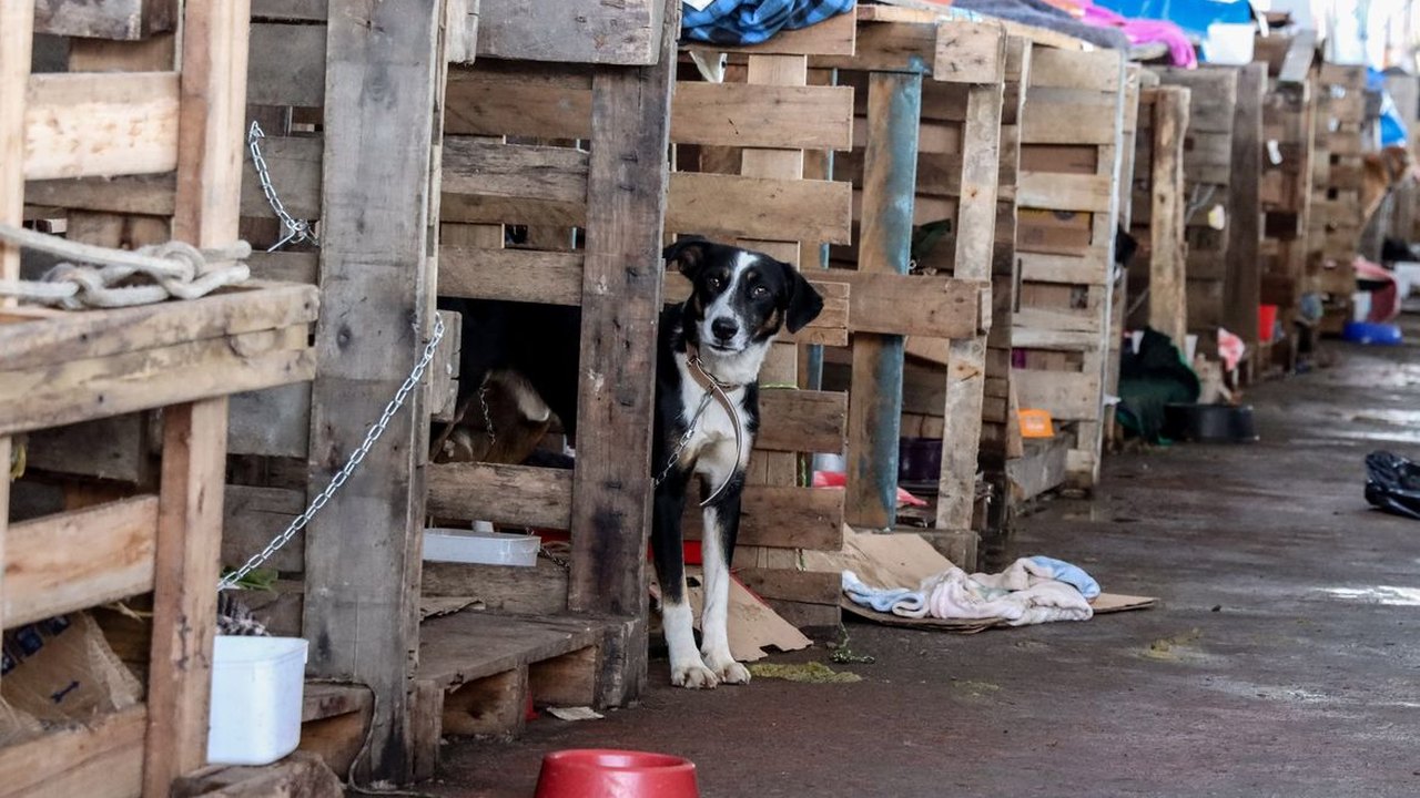 Cadê a pauta animal?