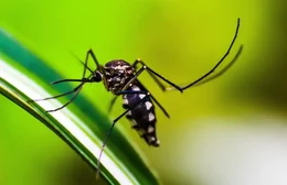 Dengue nas Américas: Região deverá ter ano com maior número de casos