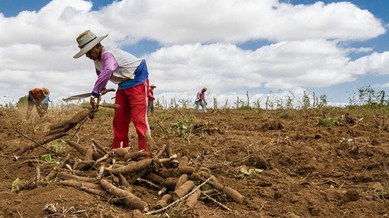 Arranjos Produtivos Locais transformam realidade de pequenos produtores