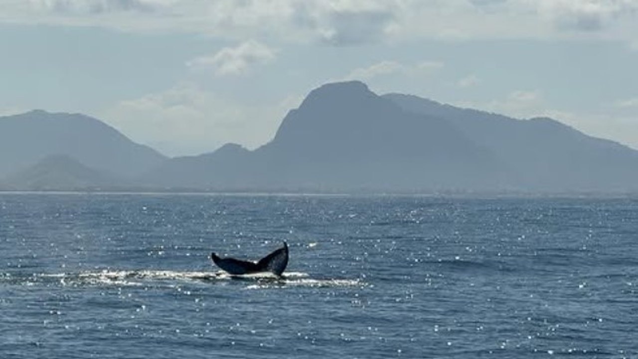 Baleias-jubarte, orcas e arraias são avistadas no mar cristalino de Arraial do Cabo (RJ); vídeo