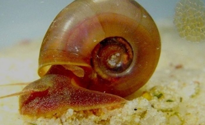 Conhecida como “barriga d’água”, doença causada por parasita pode ser evitada com cuidados simples