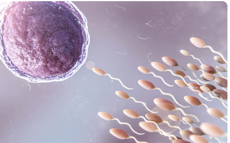 Dificuldade para engravidar pode estar ligada à falta de qualidade do espermatozoide