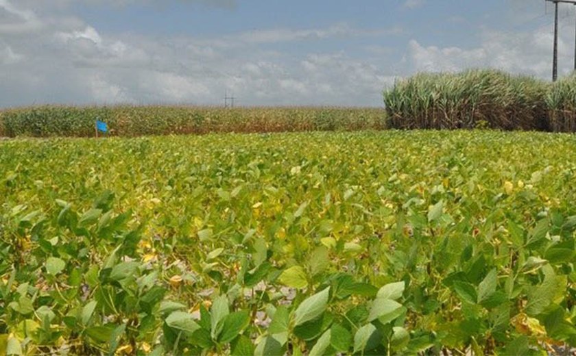Estudos apontam melhores variedades de milho e soja para AL