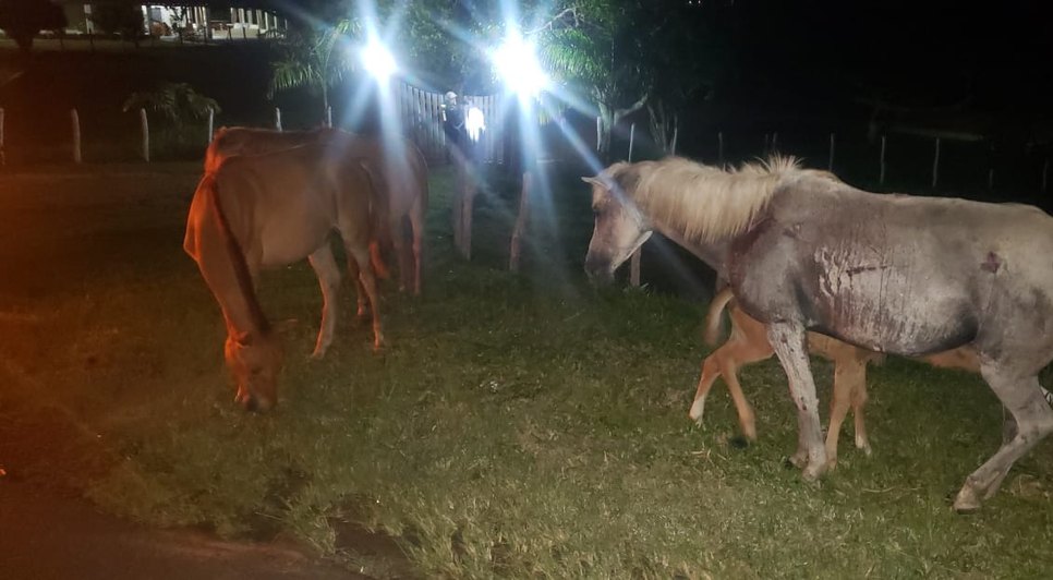 Motorista atropela cavalo e morre na Rodovia SE-270