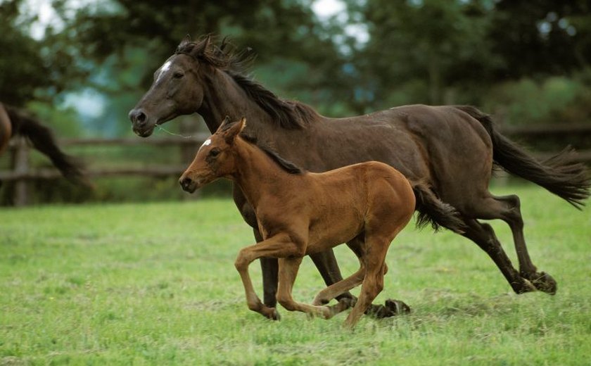 Amor, mordidas e até fuga com cavalo: macacos protagonizam 'romance' da vida selvagem em tentativa de salvar espécie ameaçada