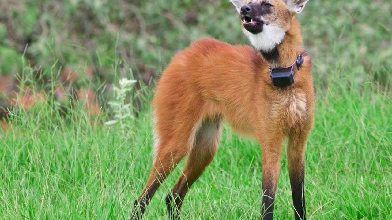 Lobo-guará é o único sobrevivente de seu gênero e símbolo da biodiversidade do Cerrado