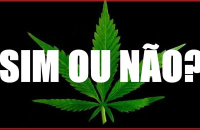 Maconhabras, uma nova estatal para organizar a venda legal da maconha