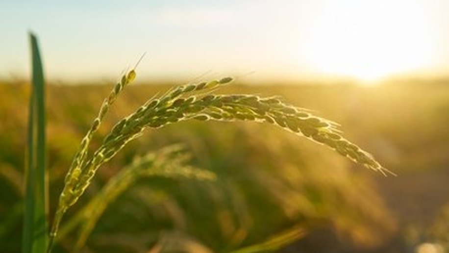 Ceca retoma participação da Ufal na Expoagro com ações de ensino, pesquisa e extensão