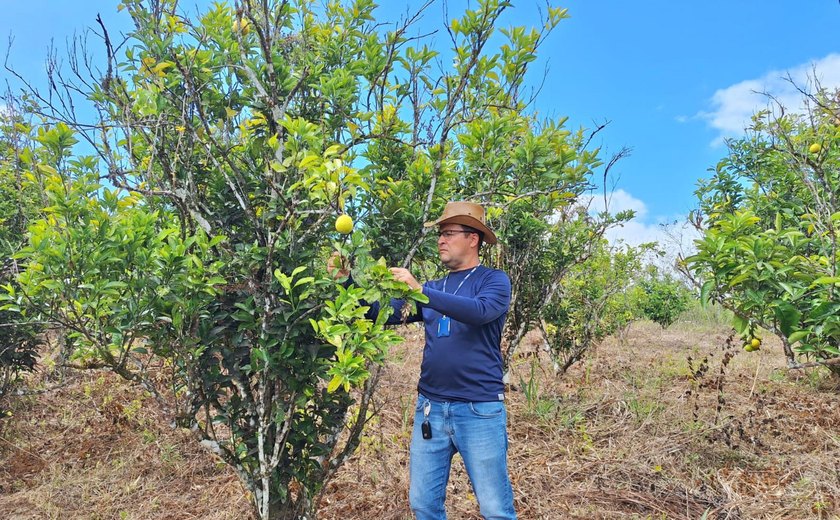 Adeal realiza trabalho de campo para manutenção da área livre de doença que atinge a laranja