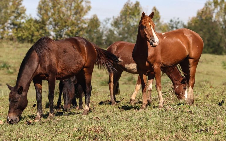 Ração contaminada mata 245 equinos em quatro estados