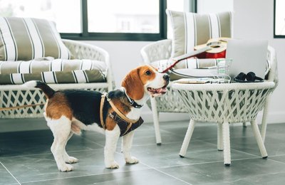 Pesquisa sobre turismo pet friendly termina nesta sexta-feira, 30