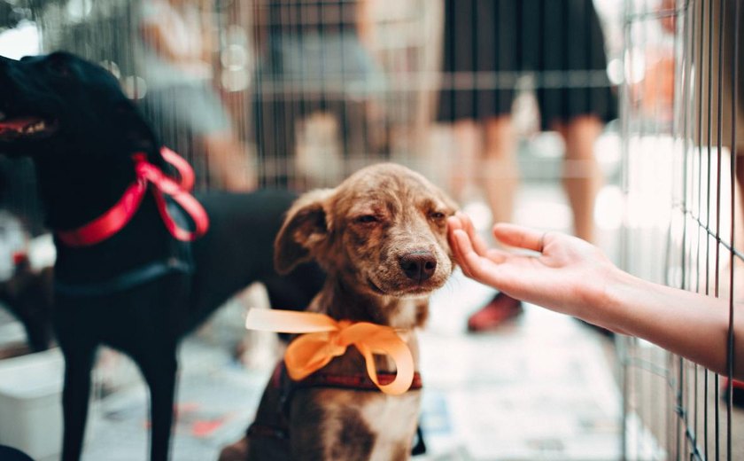 Assembleia Legislativa de Alagoas aprova projeto de lei que institui Dia Estadual da Adoção Animal