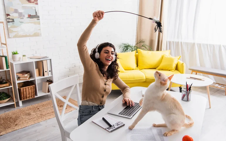 Brincadeiras diárias de 20 minutos previnem sobrepeso e estresse em gatos
