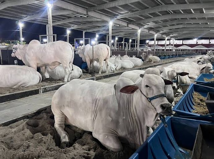 Expoagro 2025: 75 anos de tradição, inovação e protagonismo no agronegócio do Nordeste