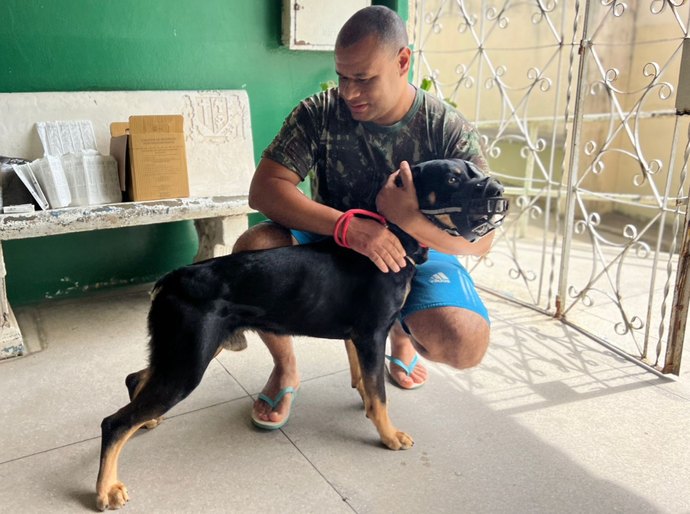 Mais de 6 mil animais são vacinados no DIA D Contra a Raiva em Palmeira