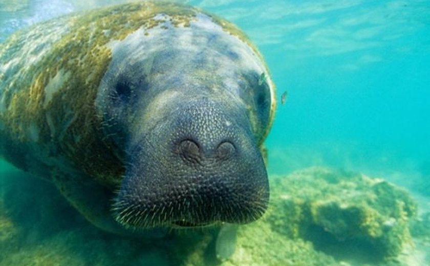 Campanha SOS Peixe-Boi preserva vida do animal na costa alagoana