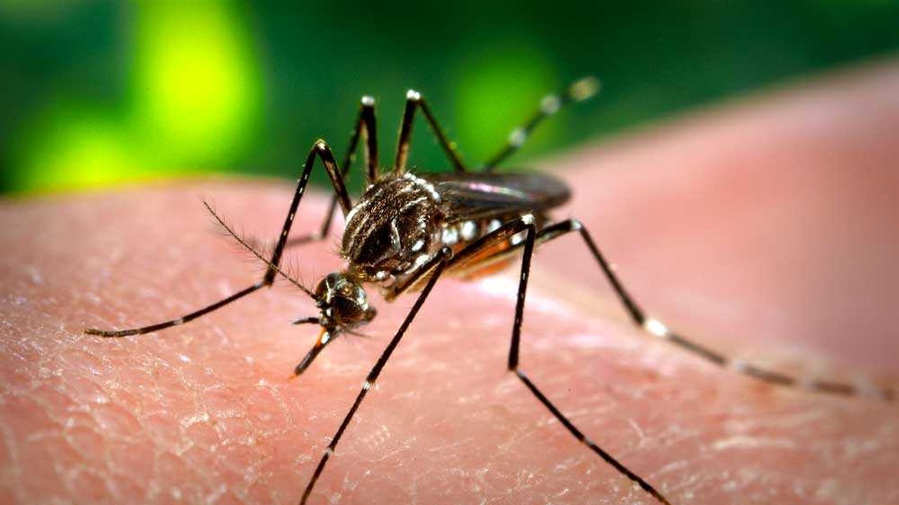 Alagoas registra 910 casos prováveis de chikungunya em 2026; Estado confirma uma morte e investiga outras duas