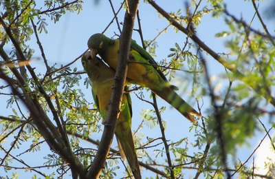 Após escuta nos estados, Sudene avança na construção dos novos planos de combate à desertificação