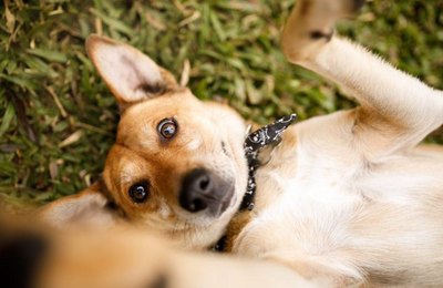 Gabinete da Causa Animal incentiva adoção responsável de cães e gatos no município