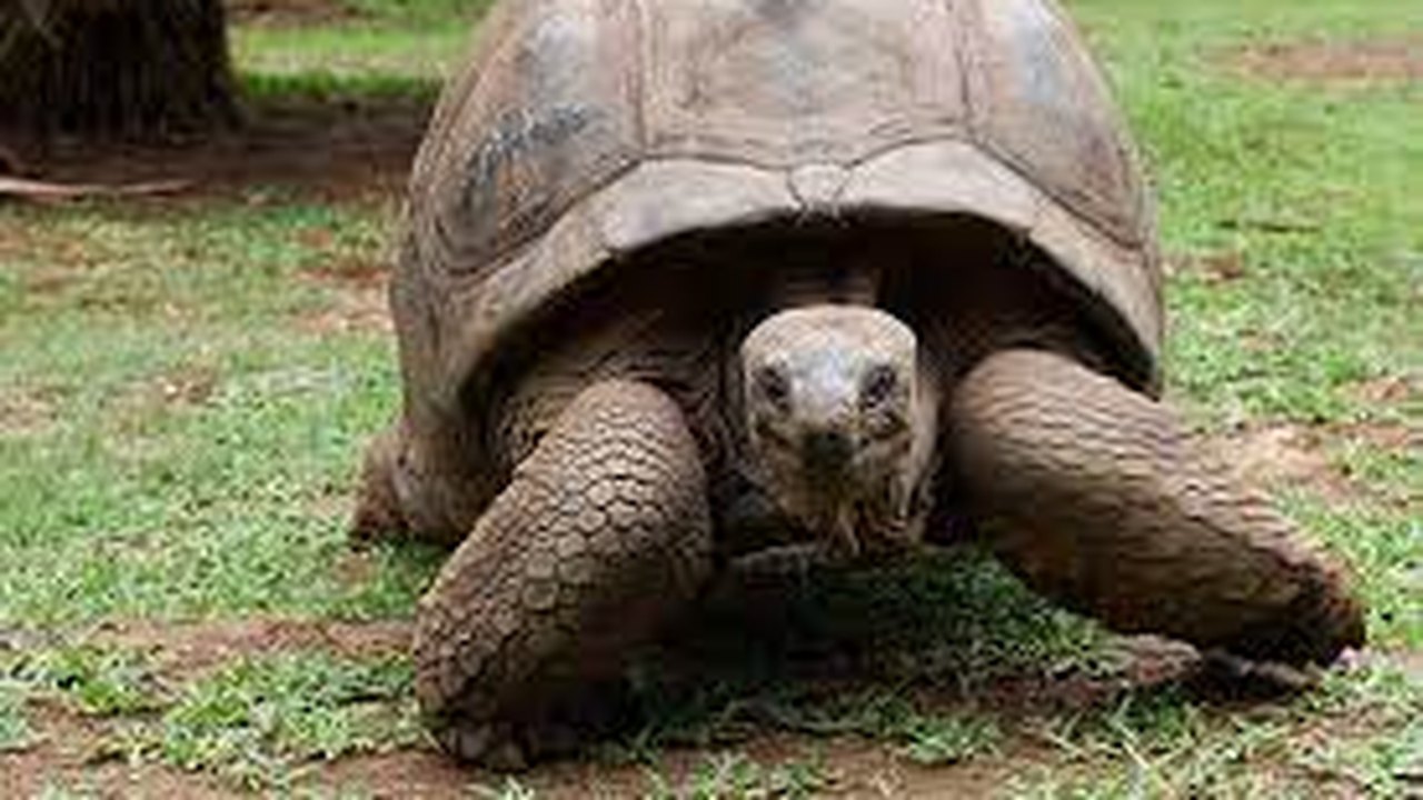 Malásia desmantela 'Gangue das Tartarugas Ninjas' e resgata centenas de animais avaliados em R$ 4,9 milhões
