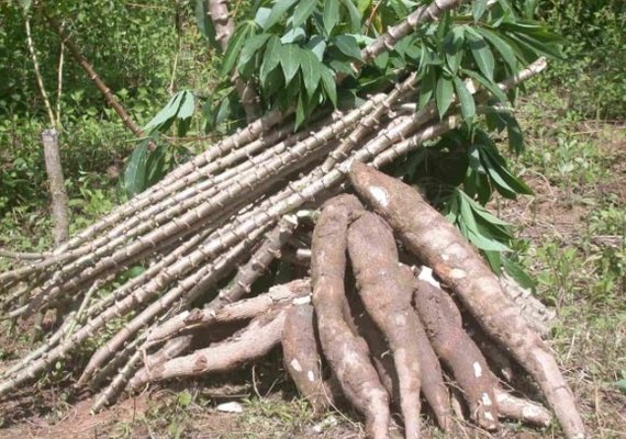 Fórum em Arapiraca discute potencialidades do cultivo da mandioca