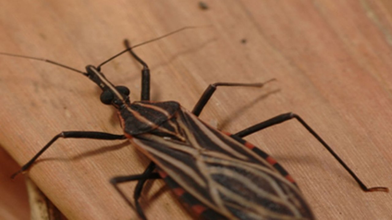 Variante genética protege indígena da Amazônia contra doença de Chagas