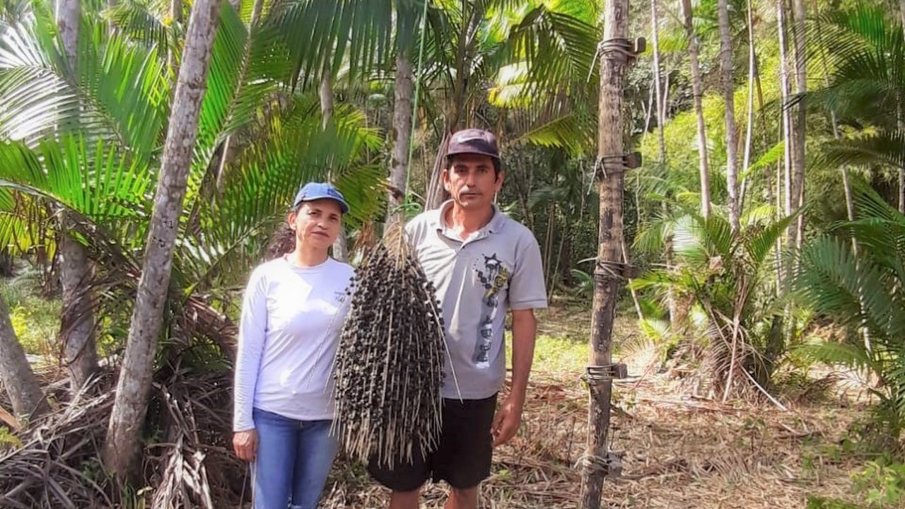 Assentados de Maragogi produzem polpa e café de açaí