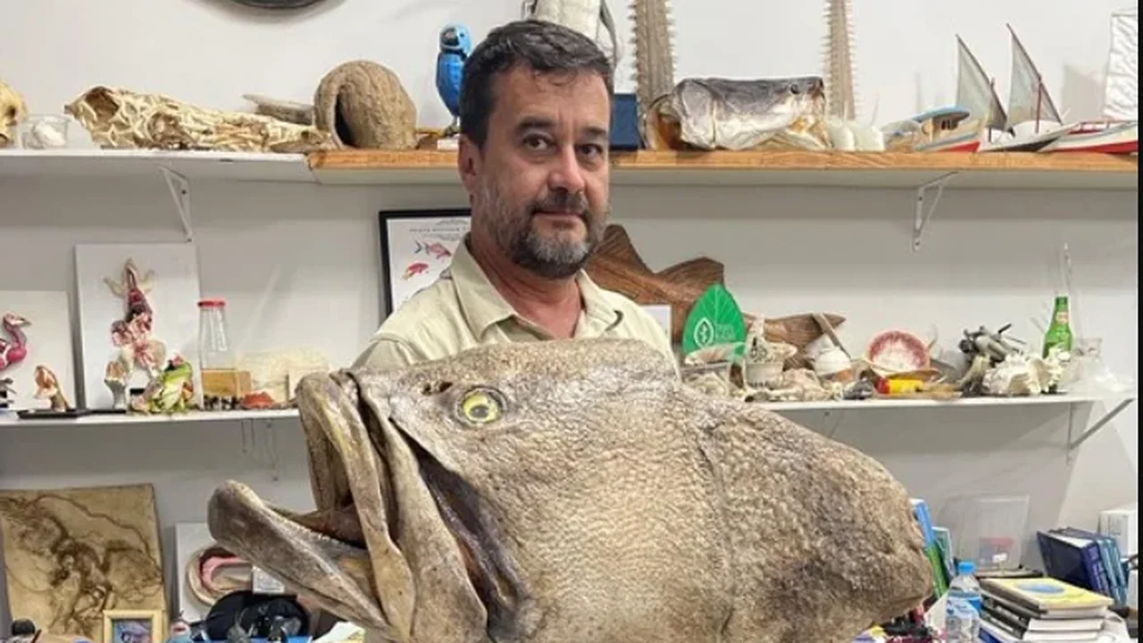 Cabeça de mero taxidermizada será utilizada para educação ambiental em atividades da Ufal